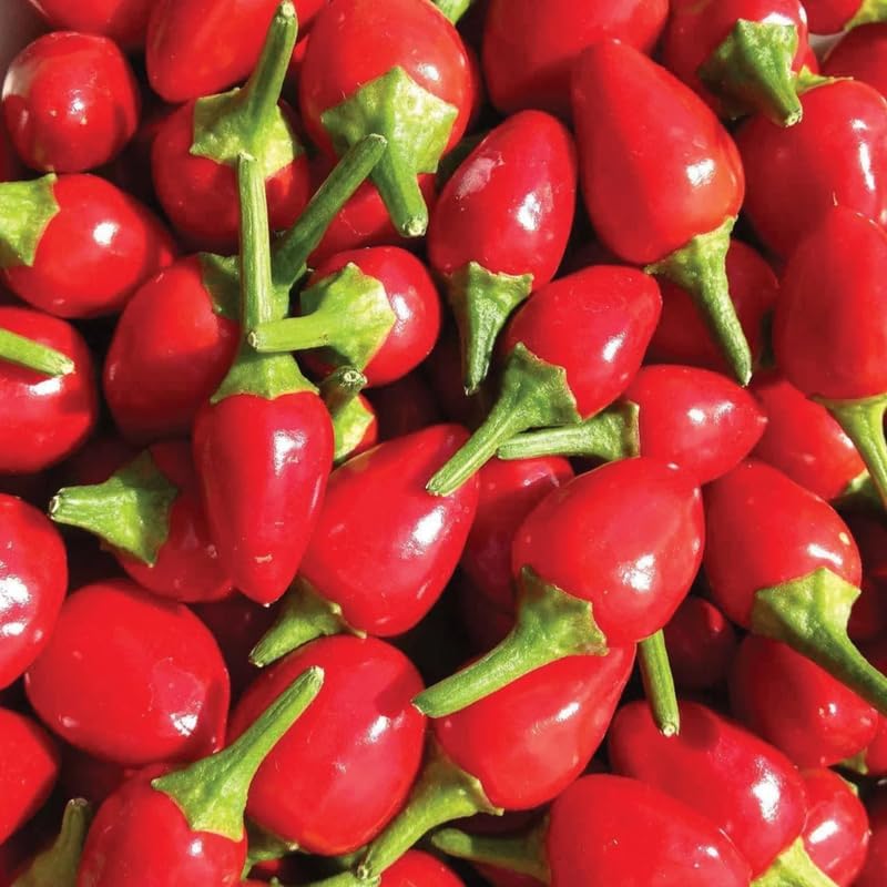 Chiltepin Pepper Live Plants, Set 2 Hot Chile Chiltepin Pepper Plants Live, Tepin Chili Pepper Plants, 7-9 Inc Tall for Planting, 120 Days Old