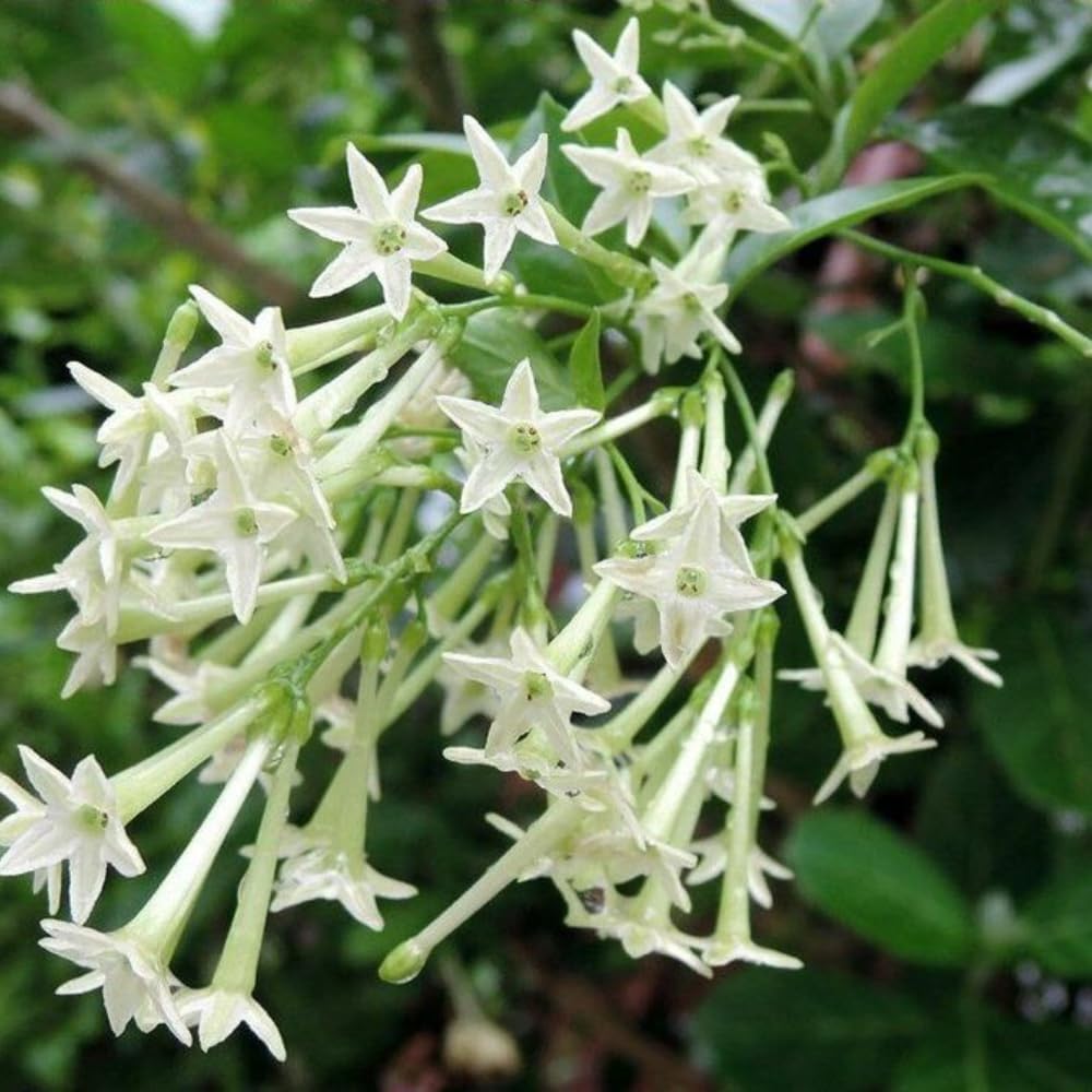 Night Blooming Jasmine Plants Live, Arabian Jasmine Plant Indoor, Fragrant Jasmines Flowers Vine 4 to 7 Inch
