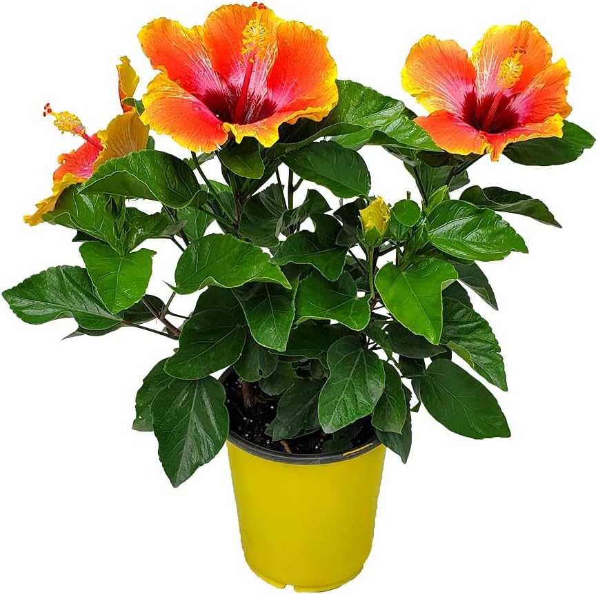 Fiesta Hibiscus Bush - Live Hibiscus Flowering Plant - Tropical Flower Plant - 1 Gallon Planter - Overall Height 10" to 14" - Tropical Plants of Florida (Plant Only)
