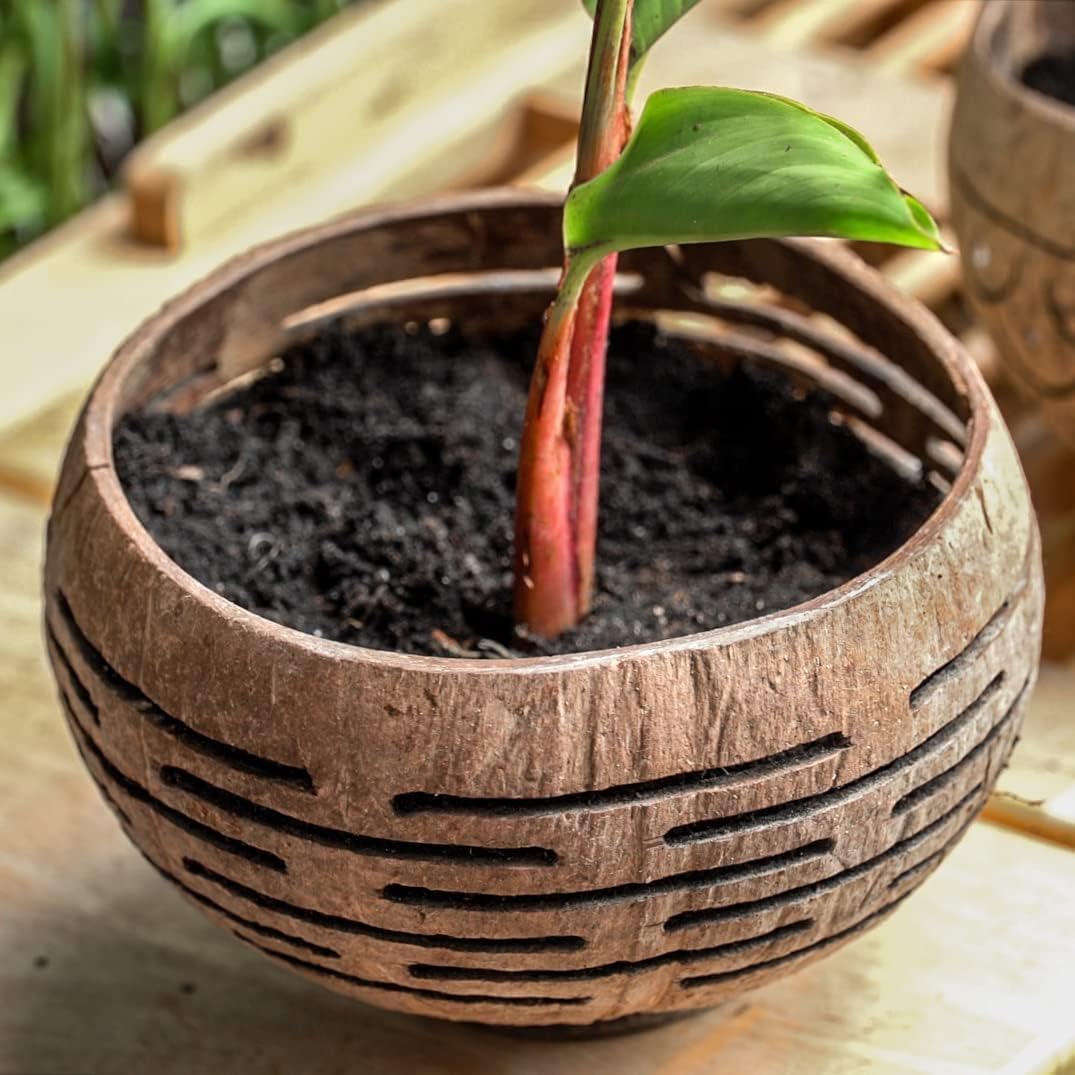 Set of 2 Horizons Coconut Planters w/Drainage Hole- Perfect for Succulents, Flowers, Small Plants, Indoor & Outdoor Gardens- Handcarved by Artisans, Eco-Friendly & Sustainable