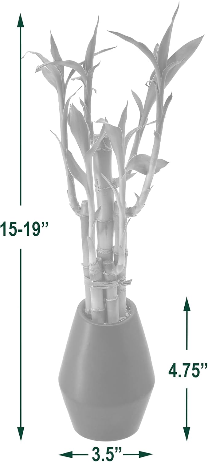 5-Stem Lucky Bamboo, Live Indoor Plant in Dimension II Ceramic Planter for Home, Work, or Gift, Tan ***Cannot Ship to Hawaii***