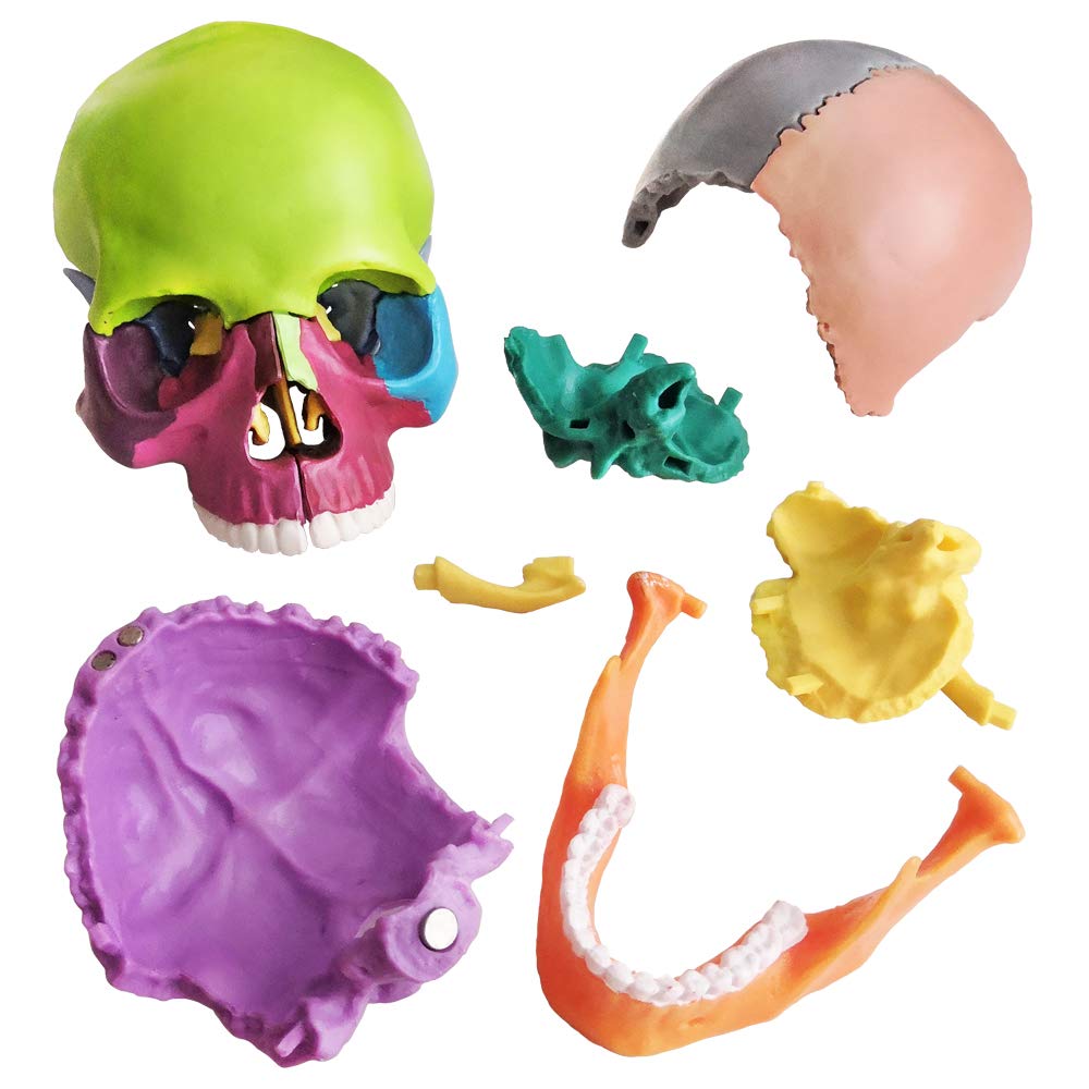 New Anatomy Skull Model 15 Parts Human Anatomy Exploded Skull Detachable Palm-Sized Mini Human Color Medical Skull Model,Medical Dental Clinic Teaching Equipment,Learning with Color Study Manual