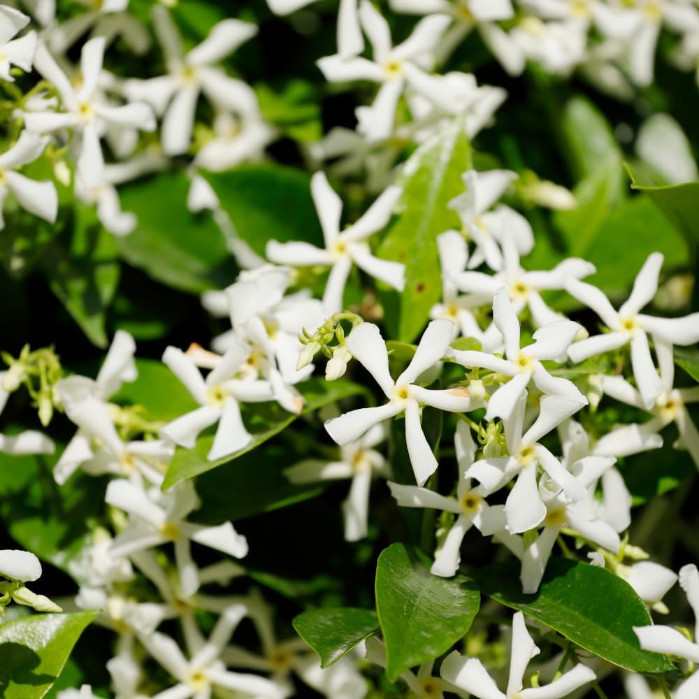 Jasmine Plants Live, Arabian Jasmine Plant Indoor, Fragrant Jasmines Flowers 4 to 7 Inch (Star)