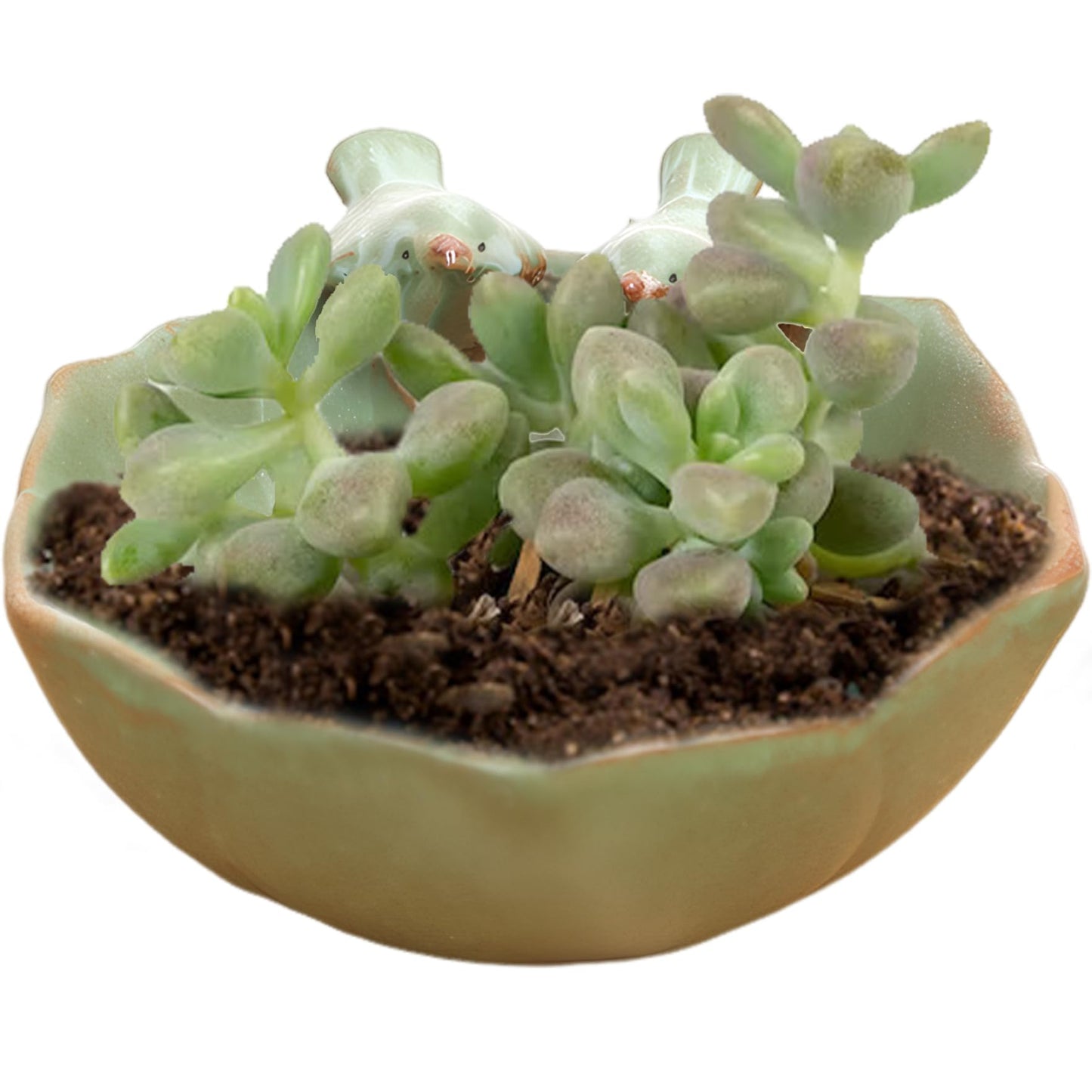 Meyrwoy Suculentas Pot with 2 Adorable Birds Planter DIY Flower Planting Garden Pots Ceramic Round Hollow Planter for Home Indoor Outdoor Garden Decor, Flower Pots