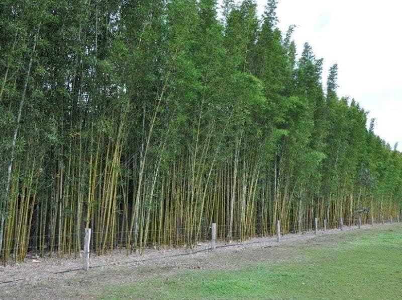 Oldhamii Bamboo | 1 Live Plant | Bambusa Oldhamii | Privacy Screen Bamboo | Fast-Growing Garden Foliage | Tall Decorative Landscape Specimen