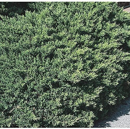 San Jose Juniper | 10 Live Plants | Juniperus Chinensis | Bonsai Drought Tolerant Cold Hardy Evergreen Groundcover