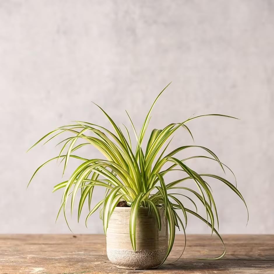 Healthy Spider Plant - Easy Care, Air-Purifying Houseplant (4 Spider Cups)