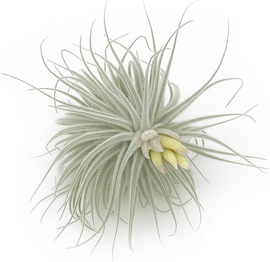 Live air Plant - Tillandsia Tectorum Air Plant 4-6" – 3ct – Unique Shape with Silvery Fuzz – Low Maintenance Houseplant – Perfect for Decor, Terrariums, Gifts - Live Arrival Guaranteed