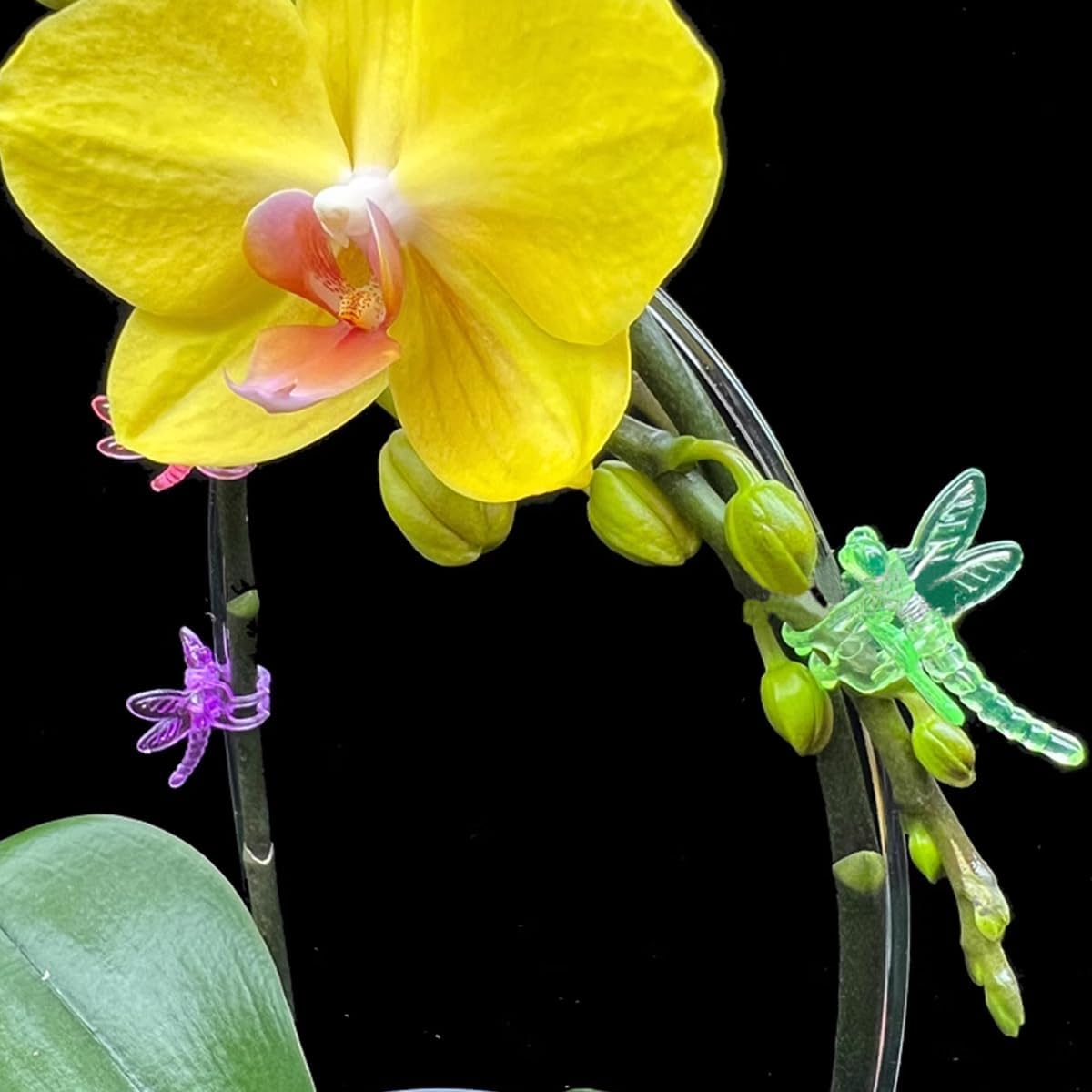 GXXMEI 70PCS Butterfly Orchid Clips Colorful Dragonfly Garden Plant Clips Portable Daisy Garden Flower Plant for Support Flower Orchid Vine