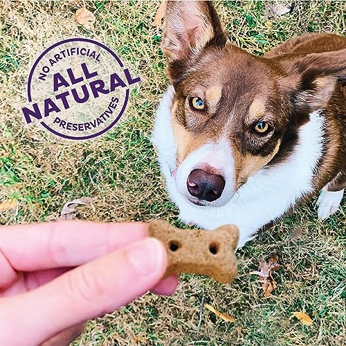 Old Mother Hubbard Wellness P-Nuttier Dog Biscuits, Natural, Training Treats, Peanut Butter Flavor, Mini Size, (6 Pound Box)