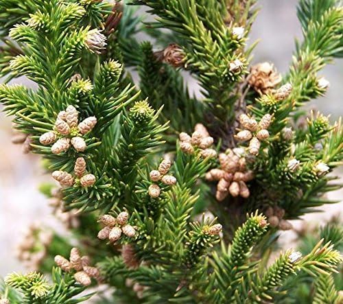 Black Dragon Cryptomeria Tree (Japanese Cedar) - Starter Plant (7L) (1 Live Plant)