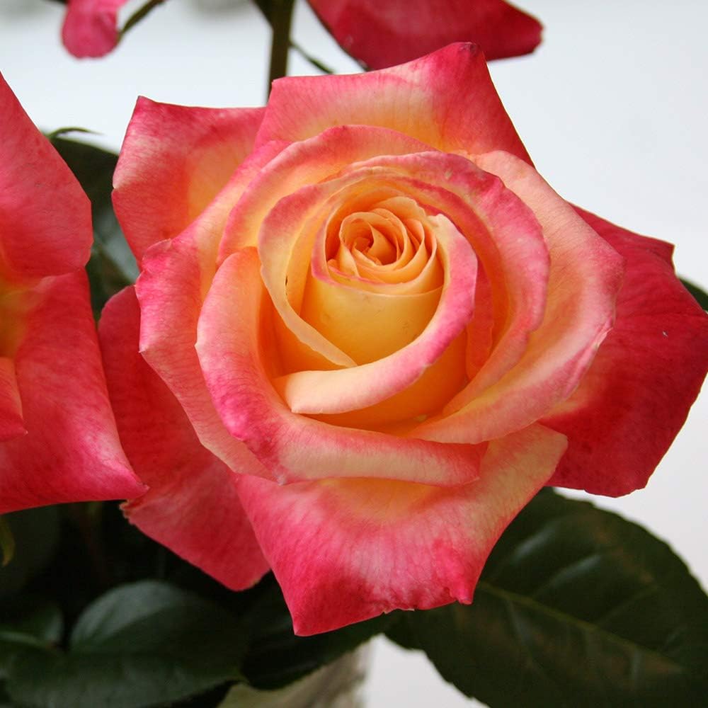 Heirloom Roses Love & Peace® Rose Bush - Hybrid Tea Rose Plant for Outdoor Planting