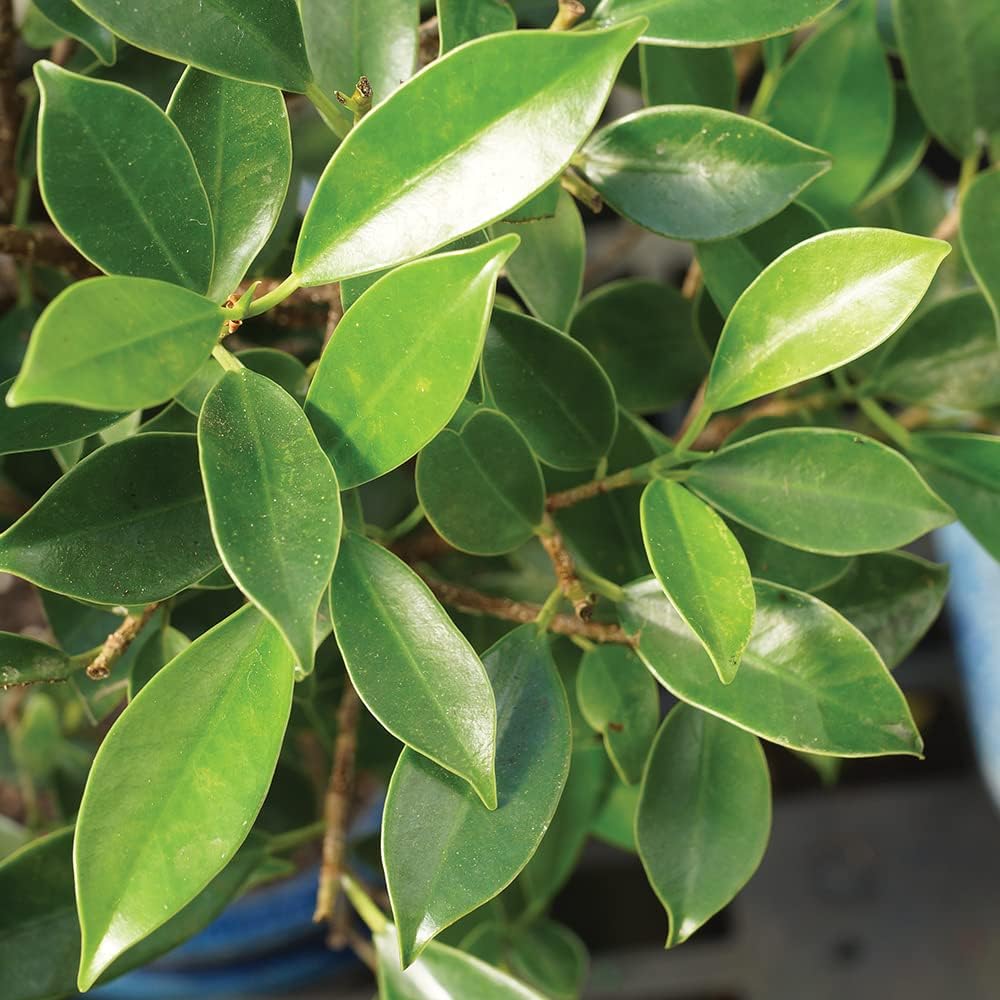 Brussel's Bonsai Live Golden Gate Ficus Indoor Bonsai Tree - Small, 4 Years, 5 to 8 In - Live Bonsai Tree in Ceramic Bonsai Pot