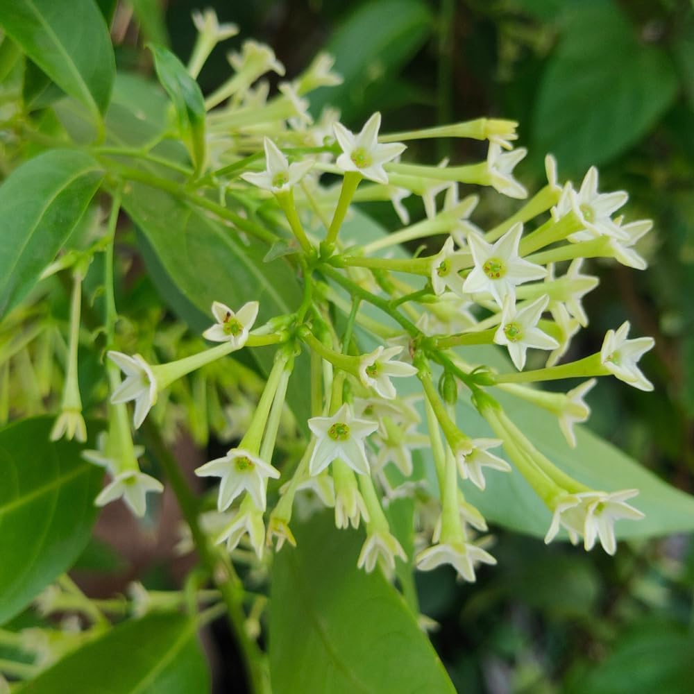 Night Blooming Jasmine Plants Live, Arabian Jasmine Plant Indoor, Fragrant Jasmines Flowers Vine 4 to 7 Inch
