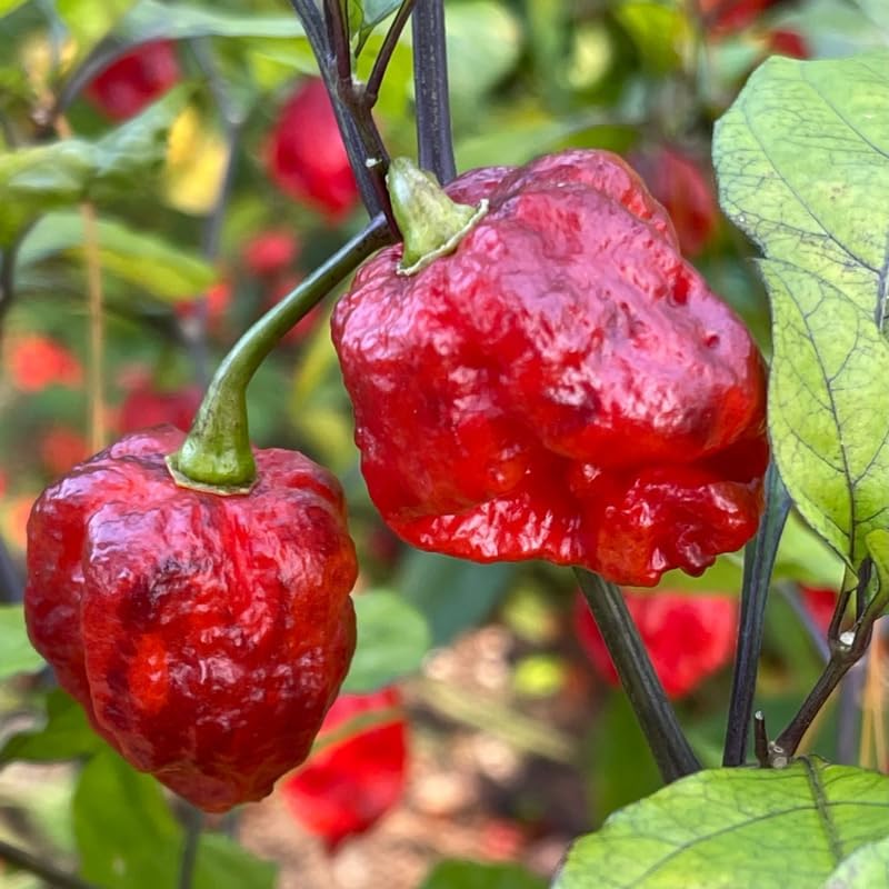 Set 4 Super Hot Peppers Live Plants, 90 Days Old Hot Pepper Chili Plant for Spring Planting, Assorted Color (Carolina Reaper)