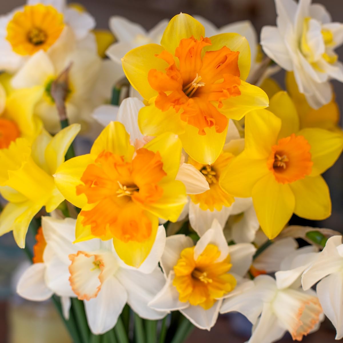 50 Mixed Daffodil Bulbs – Naturalizing Narcissus Variety Pack – Bulk of Spring-Blooming Flowers – Deer Resistant & Cold Hardy – Easy Fall Planting - Plant in Gardens, Borders & Beds - Willard & May