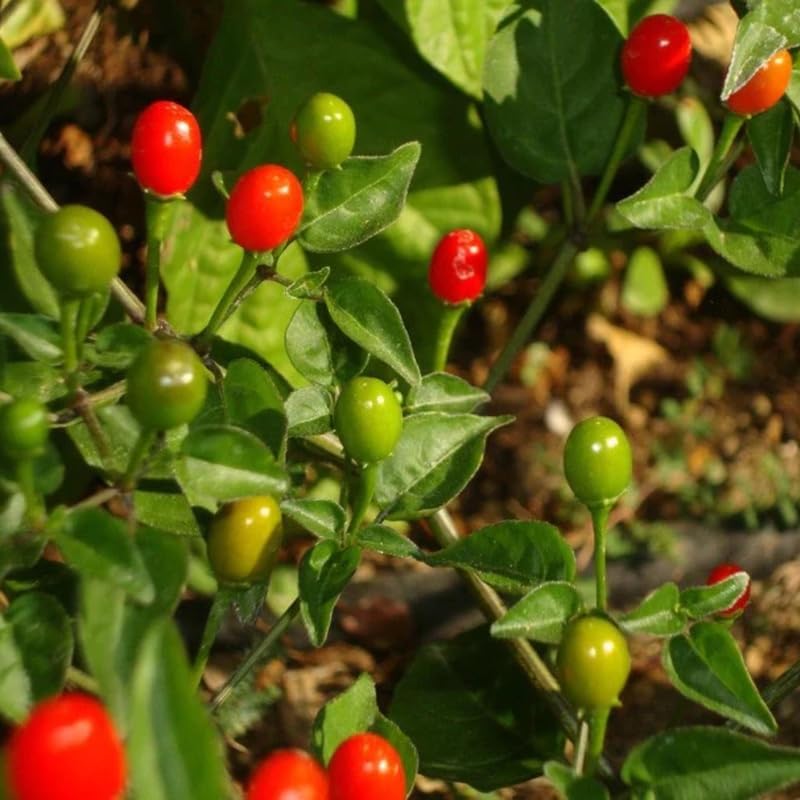 Chiltepin Pepper Live Plants, Set 2 Hot Chile Chiltepin Pepper Plants Live, Tepin Chili Pepper Plants, 7-9 Inc Tall for Planting, 120 Days Old
