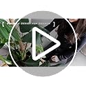 2 Pack 28'' Bendable Moss Pole Monstera Plant Support for Climbing Indoor Plants - Stakes for Potted Climbers - Tall Stick...
