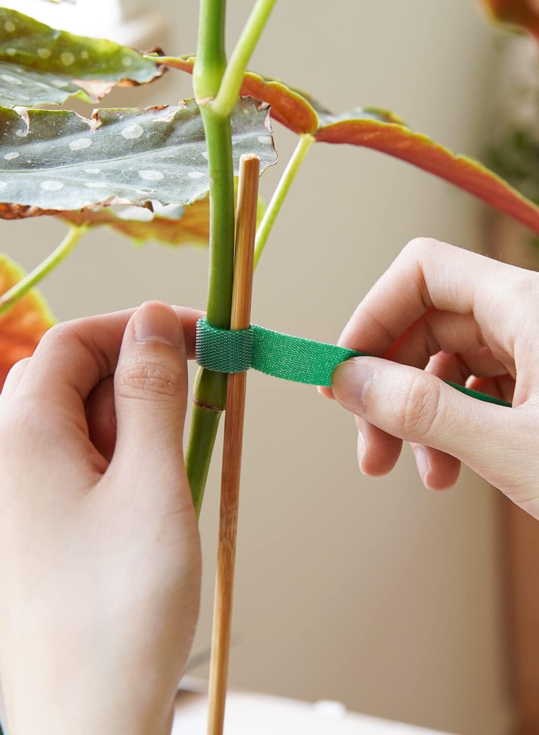 LE TAUCI Plant Ties, Garden Tape for Plant, Reusable Adjustable Thicker Support for Growing, Strong Grip, Tomato Vines Indoor Outdoor, 25 ft x 0.47 Inch, 1 roll, Green