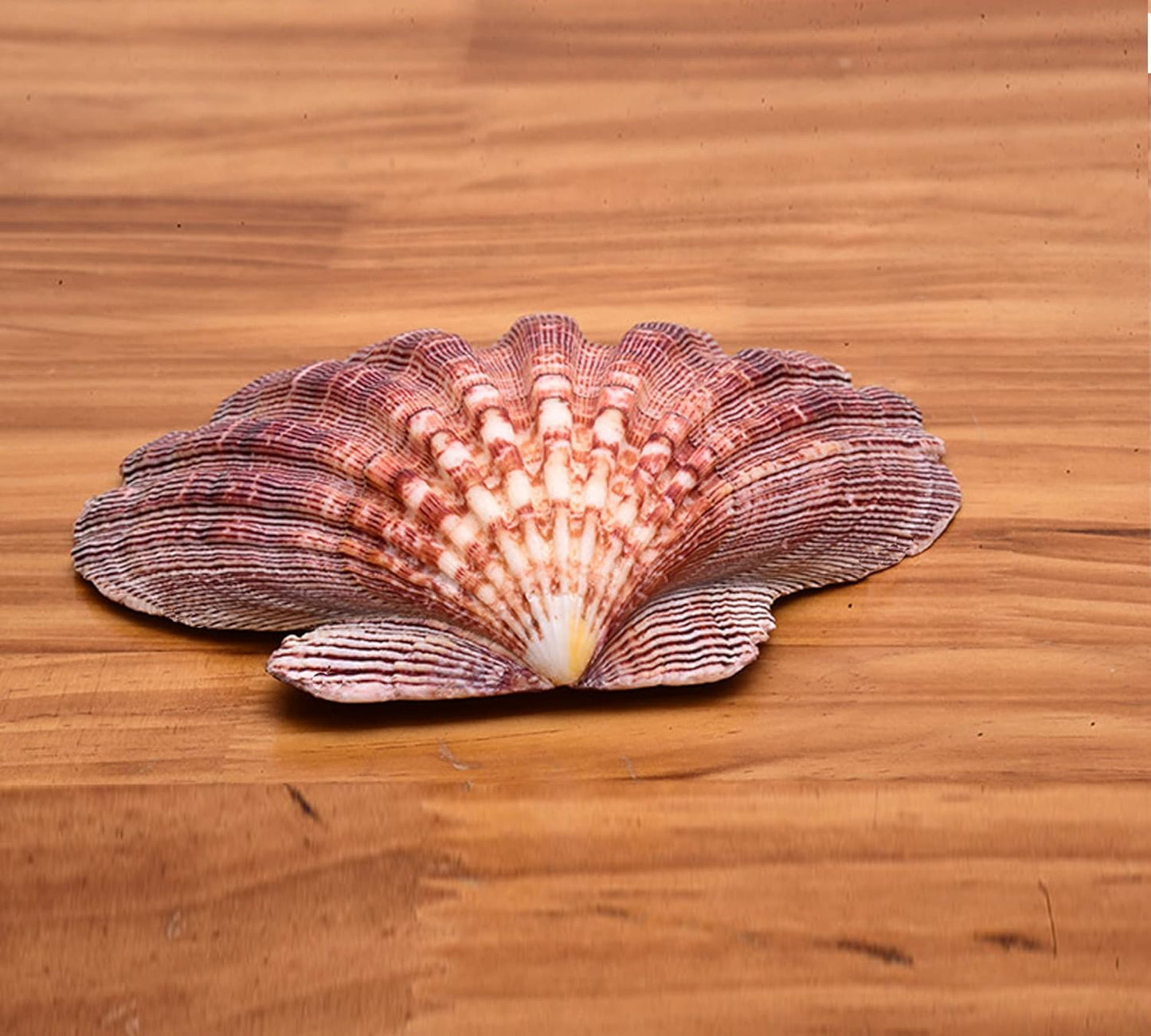 4 Pcs Polished Large Great Scallop Sea Shells 5~6 Inch,Brown Lion's Paw Baking Shells,Ocean Beach Seashells Perfect for Home Decoration, Art Craft, Vase Filler Fish Tank