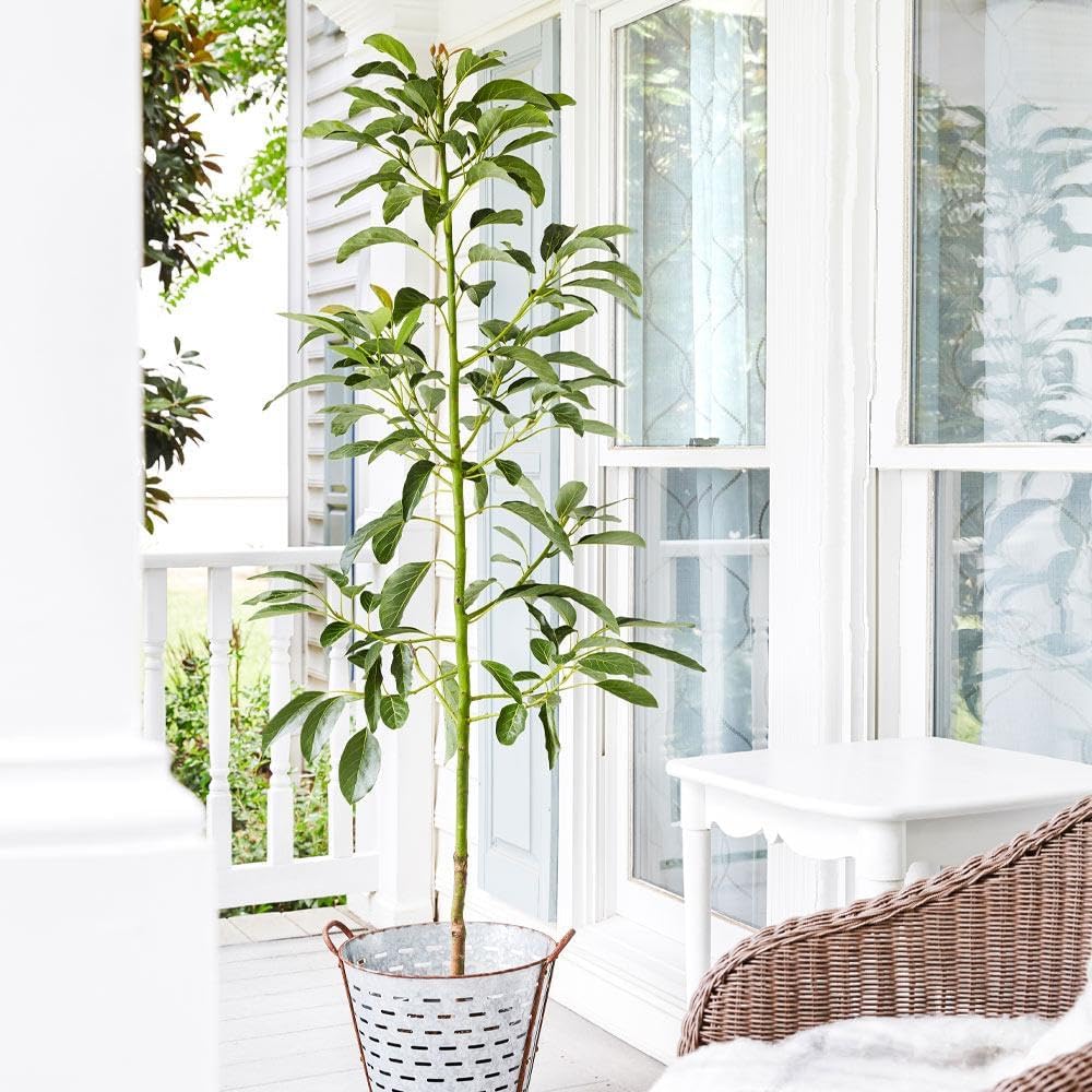 Brighter Blooms - Cold Hardy Avocado Tree, 3-4 ft. - No Shipping to AK, AZ, HI, OR