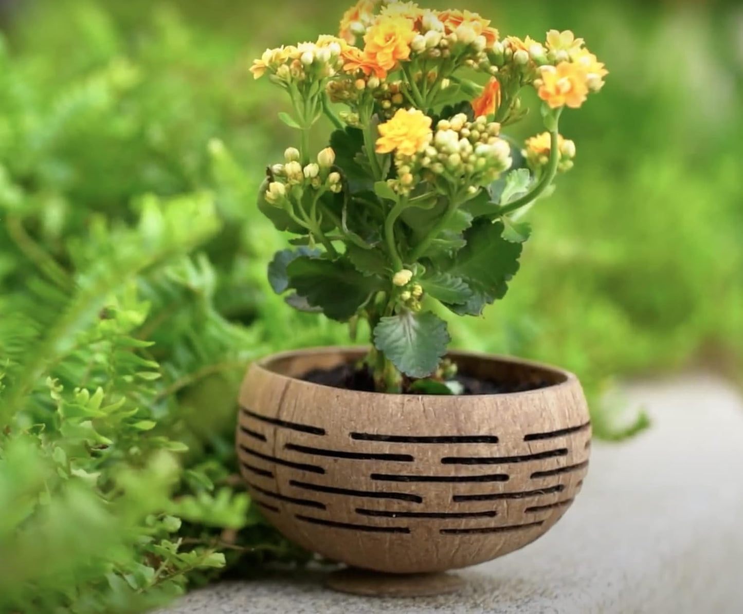 Horizons Coconut Planter w/ Drainage Hole- Perfect for Succulents, Flowers, Small Plants, Indoor & Outdoor Gardens- Handcarved by Artisans, Eco-Friendly & Sustainable