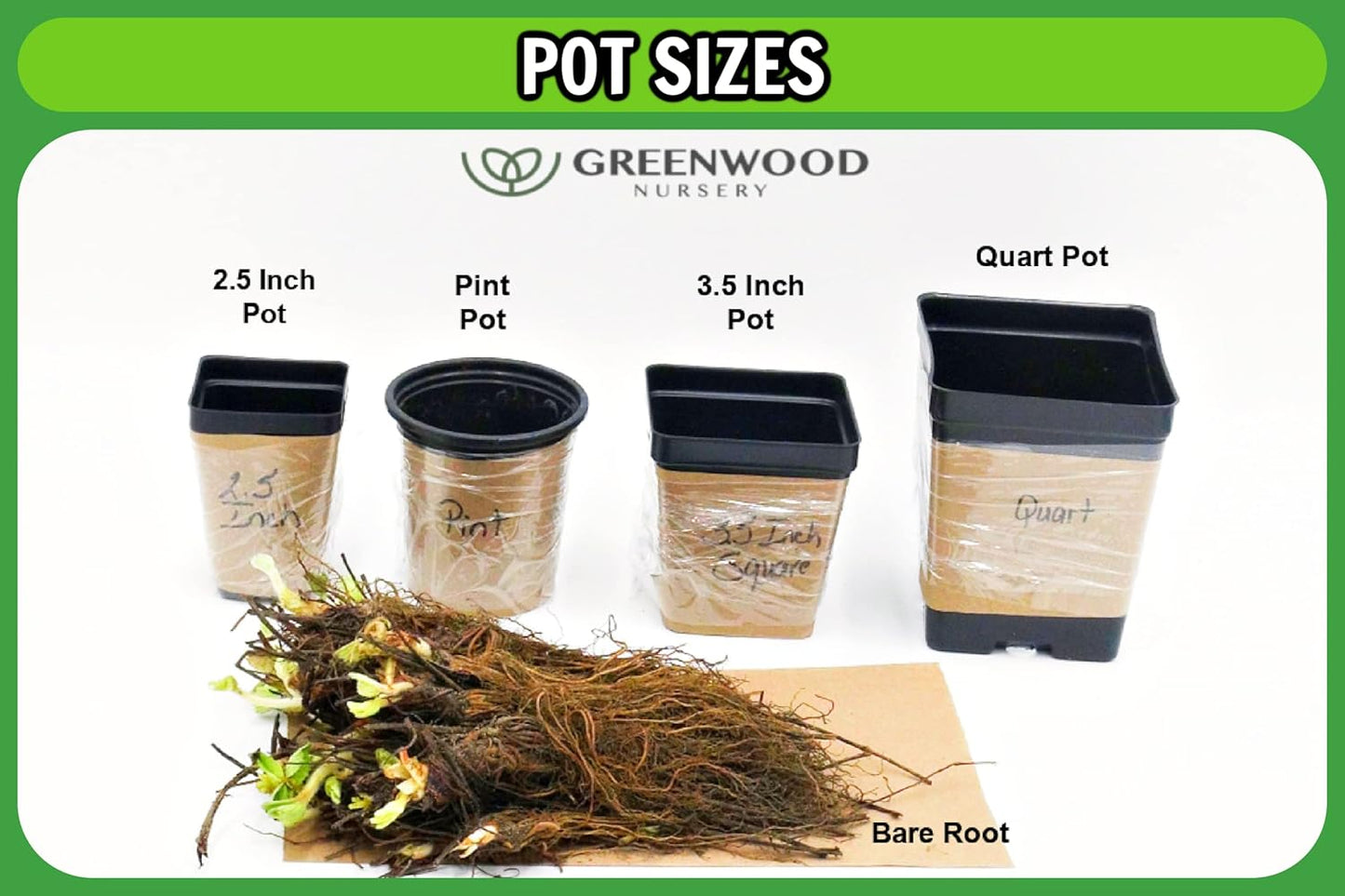Greenwood Nursery: Live Perennial Plants - Creeping Rosemary + Rosmarinus Officinalis Prostratus - [Qty: 1x 3.5 Pot] - (Click for Other Available Plants/Quantities)
