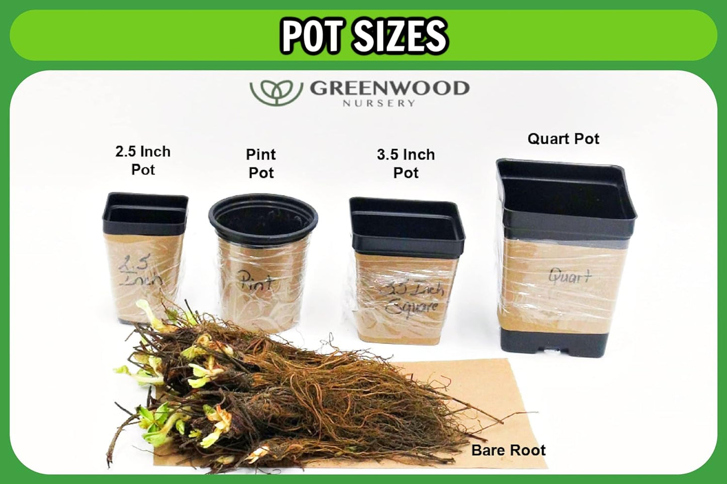 Greenwood Nursery: Live Perennial Plants - 'Very Van Gogh' Spiked Speedwell + Veronica Spicata - [Qty: 2X Pint Pots] - (Click for Other Available Plants/Quantities)