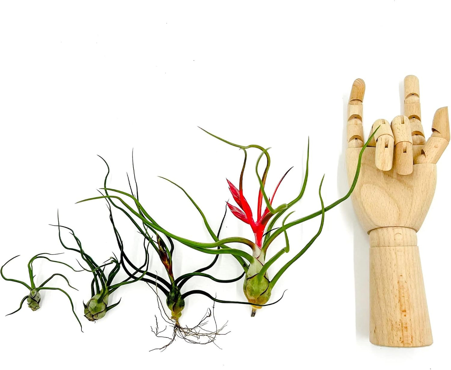 Air Plants - Flowering Tillandsia Bulbosa Belize, Giant 7-9" - 3ct - Live Arrival Guaranteed - House Plants for Home Decor & Gift