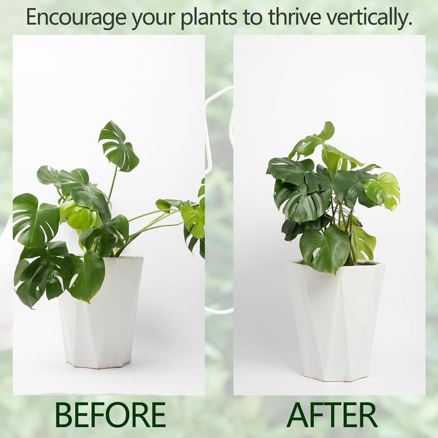 5PCS Plant Stem Support - Durable Monstera Stabilizer Grapple Holder, Unique Design for Climbing Plants, Turtle Shell Bamboo Clamp Set, Ideal Plant Support for Thriving Growth (Gold)