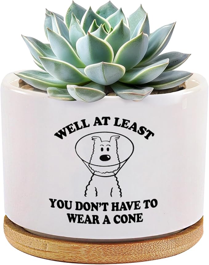 Loovelo Well at Least You Don’t Have to Wear A Cone Recovery Gifts Ceramic Succulent Plant Pot with Bamboo Tray Round Get ...