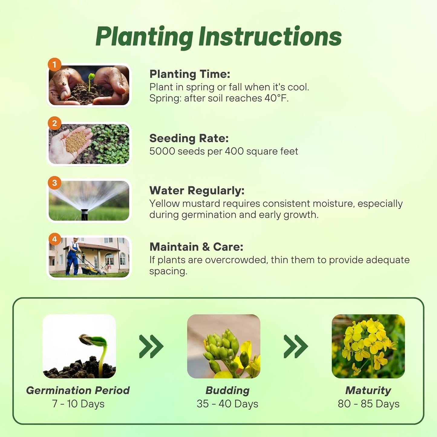 Outsidepride Yellow Mustard Seeds - 5000 Pcs Nutrient-Rich, Flavorful Annual Microgreen Seeds for Planting, Easy-to-Grow, Ideal for Indoor & Outdoor Cultivation, Soil & Hydroponic Systems