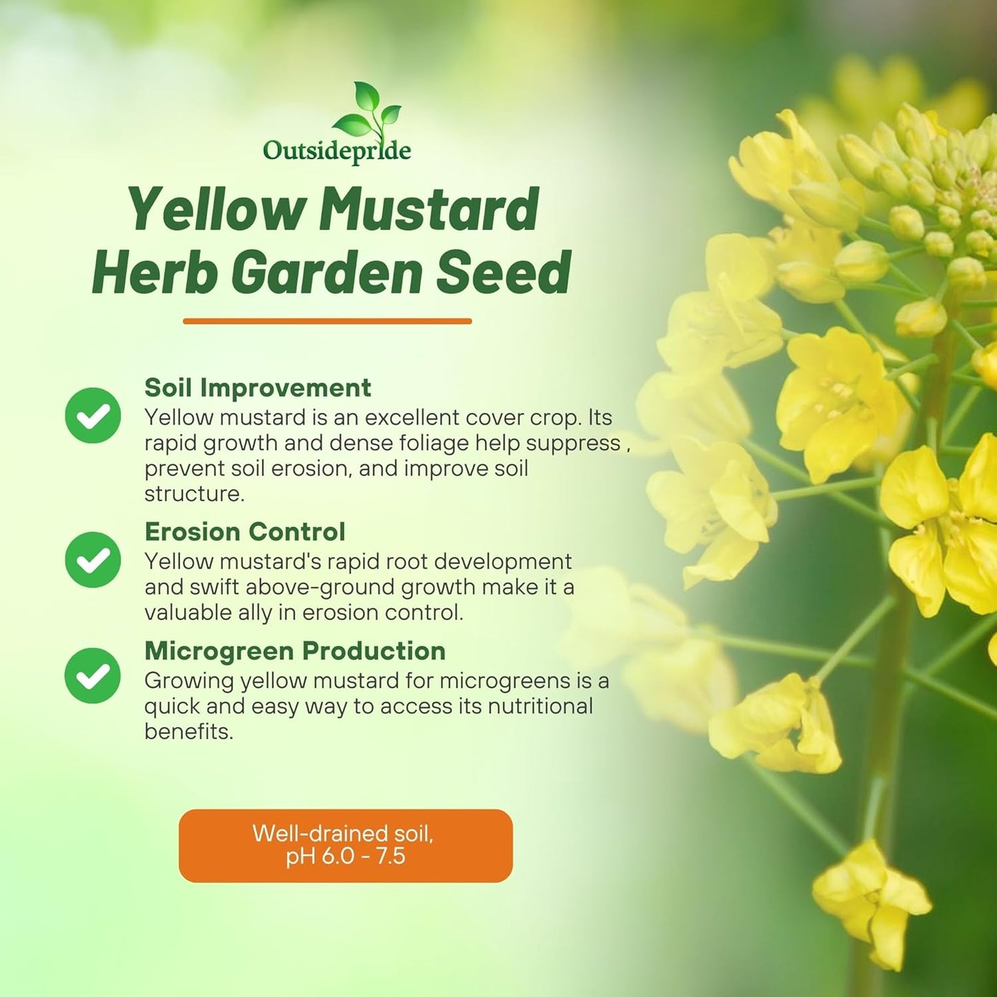 Outsidepride Yellow Mustard Seeds - 10000 Pcs Nutrient-Rich, Flavorful Annual Microgreen Seeds for Planting, Easy-to-Grow, Ideal for Indoor & Outdoor Cultivation, Soil & Hydroponic Systems