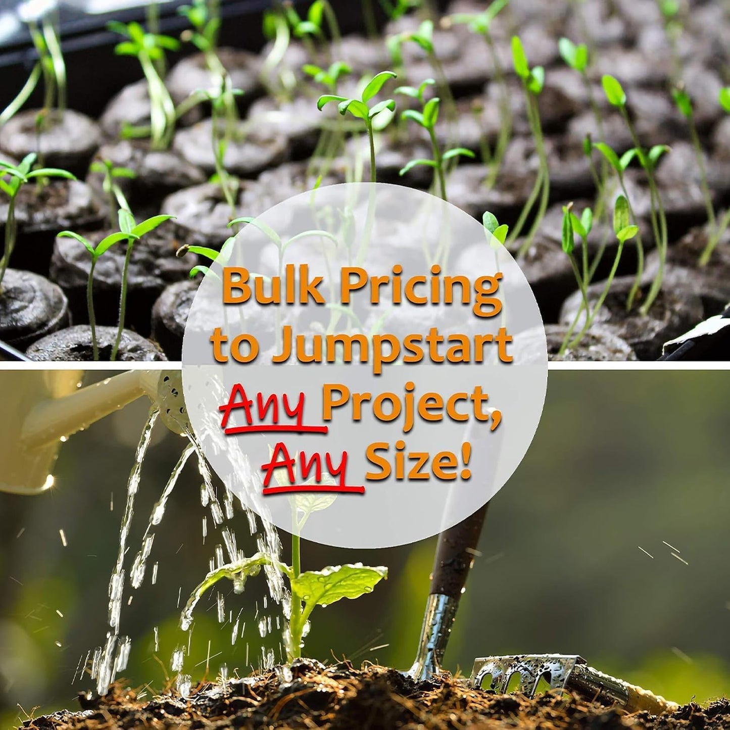 Thai Ornamental Hot Pepper 0.25 Oz ~3,000 Seeds – Non-GMO, Heirloom, Open-Pollinated – 50K–100K SHU – Compact, Upright Plants – Edible & Decorative – Heat-Tolerant