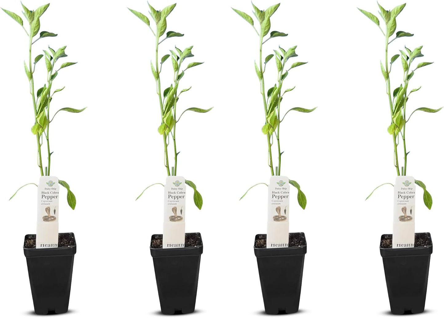 Premium Black Cobra Pepper (Capsicum Annuum) - Rare & Exotic Hot Chili Pepper, Perfect for Home Gardening and Gourmet Cooking (4 bkcbr pep Cups)