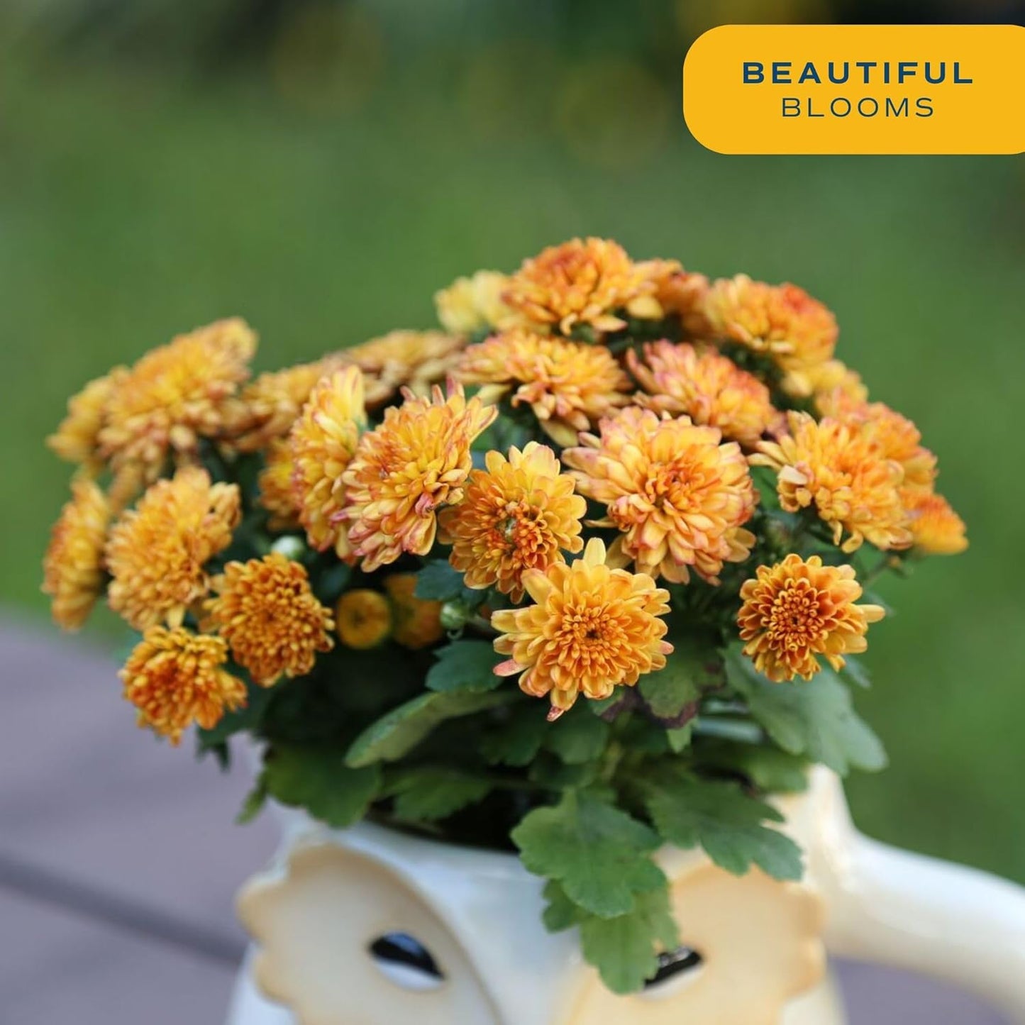 Costa Farms Live Flowering Orange Mums (Pack of 4), Mini Chrysanthemum Houseplant, Full Bloom Plant Delivery, Potted in Grower Pot, 11-Inches Tall
