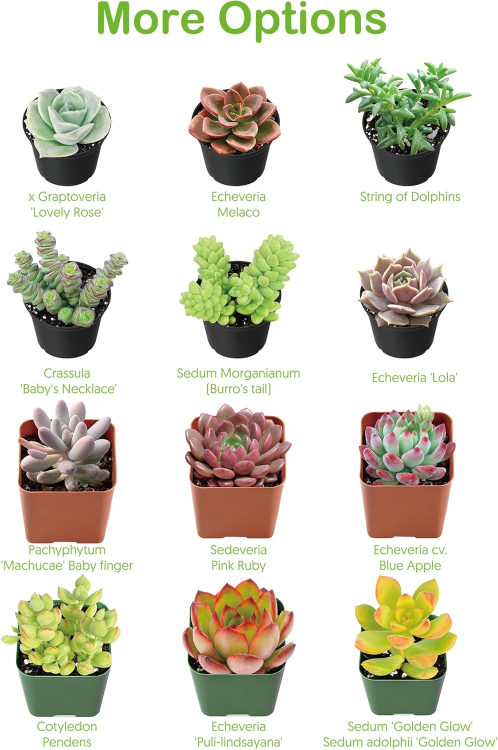 Live Succulent Plants Green Pagoda Mini Jade, Easy Care Potted Succulents, Approx 4" D x 9" H, Indoor Houseplant, Unique Gifts, Home Office Décor