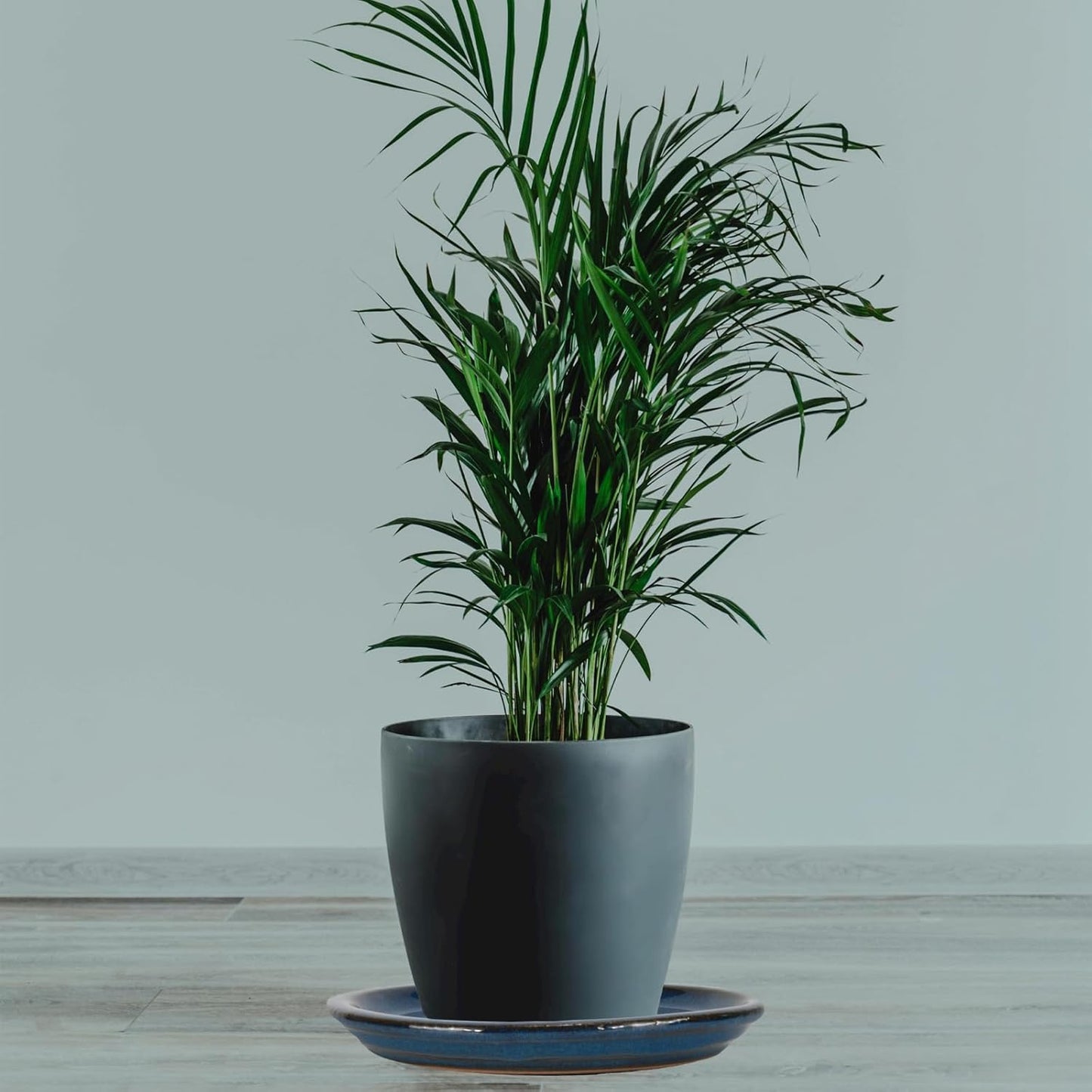 W&W Ceramic Plant Saucer - Plant Trays for Indoor Pots (Blue, 8 inches, 2 Packs)