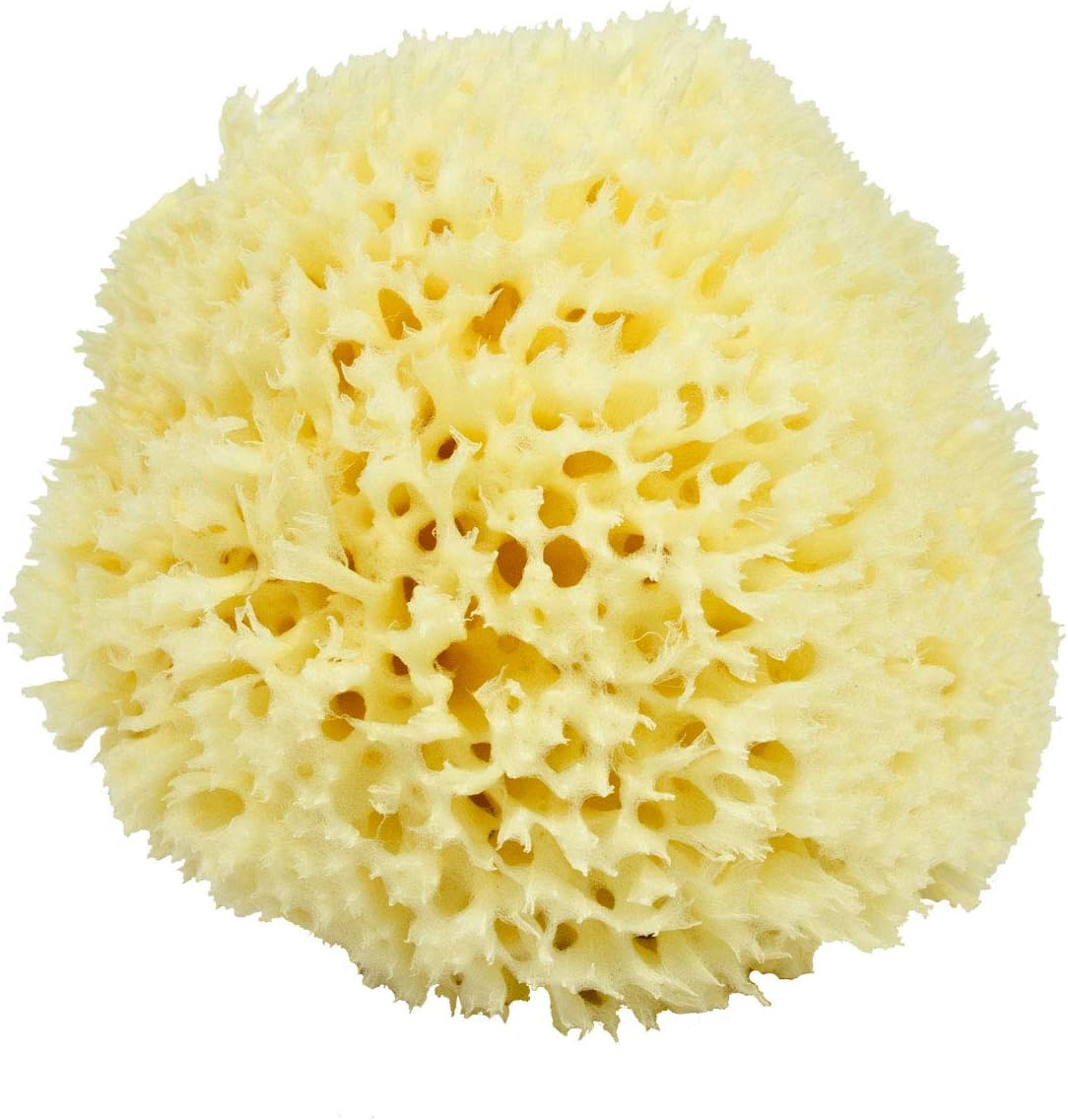 Neptune Natural Sea Wool Sponge - All Natural Honeycomb Renewable Sea Sponge, X -Large, Approx. 6 Inches