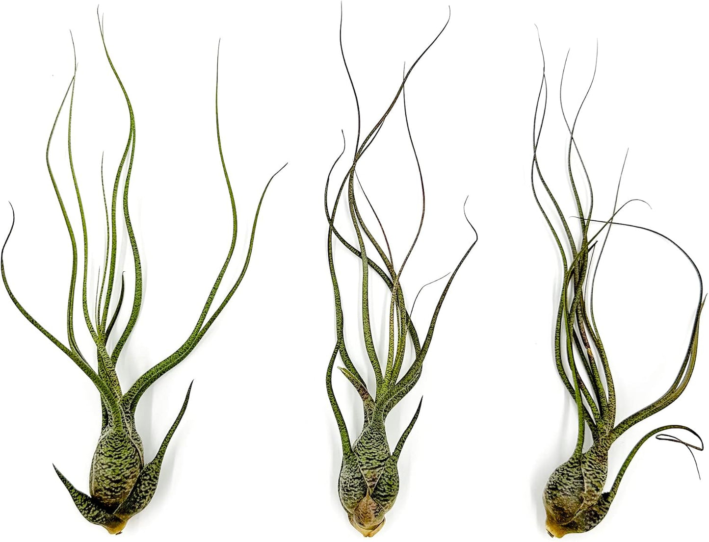 Live Air Plants - Tillandsia Butzii, Jumbo 7-9" - 3ct - Live Arrival Guaranteed - House Plants for Home Decor & Gift