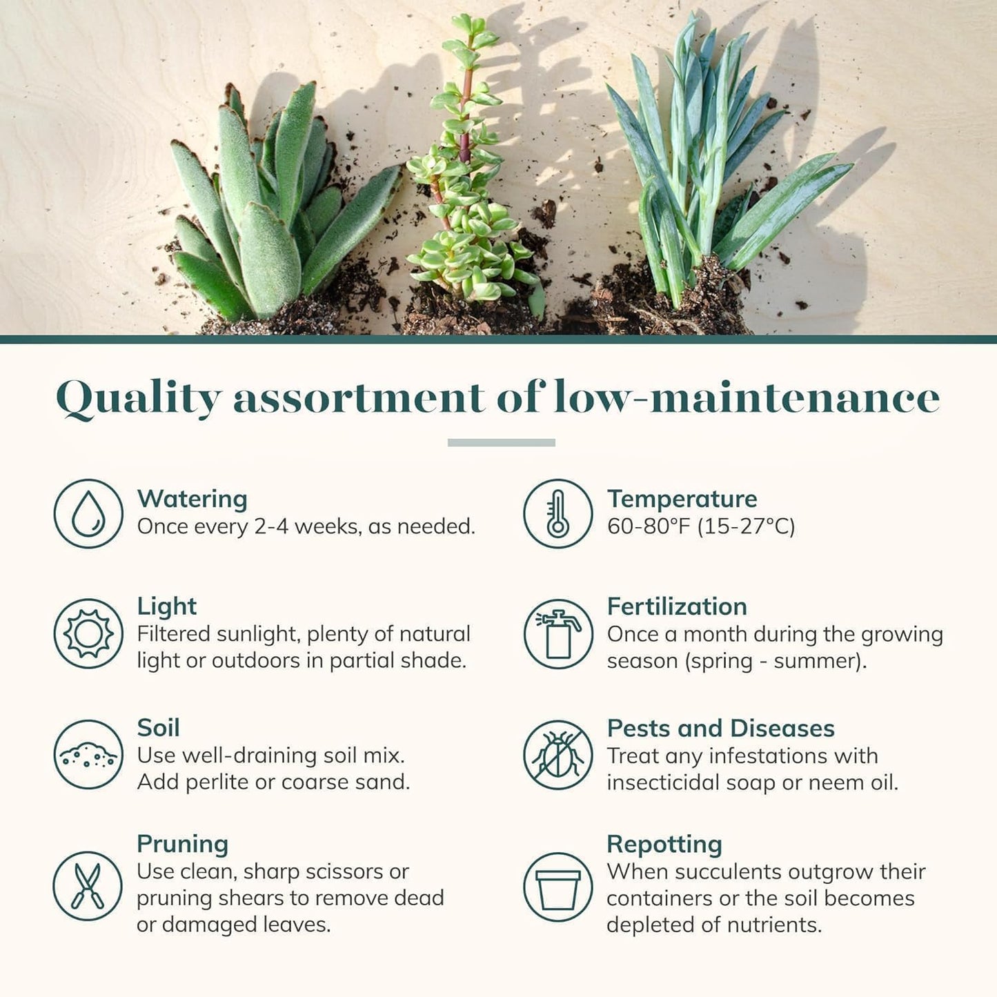 Shop Succulents Mixed Succulent Plant Pack 2" Grow Pot Pack of 4