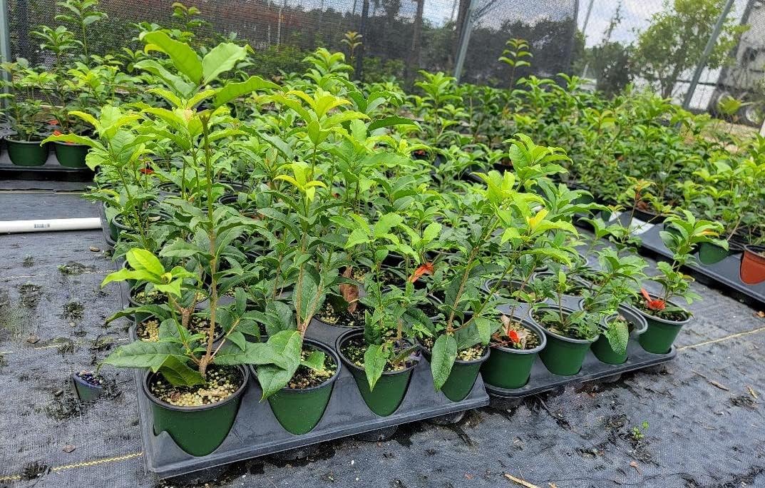 Orange Fragrant Tea Olive - Live Plants - (1 QT)