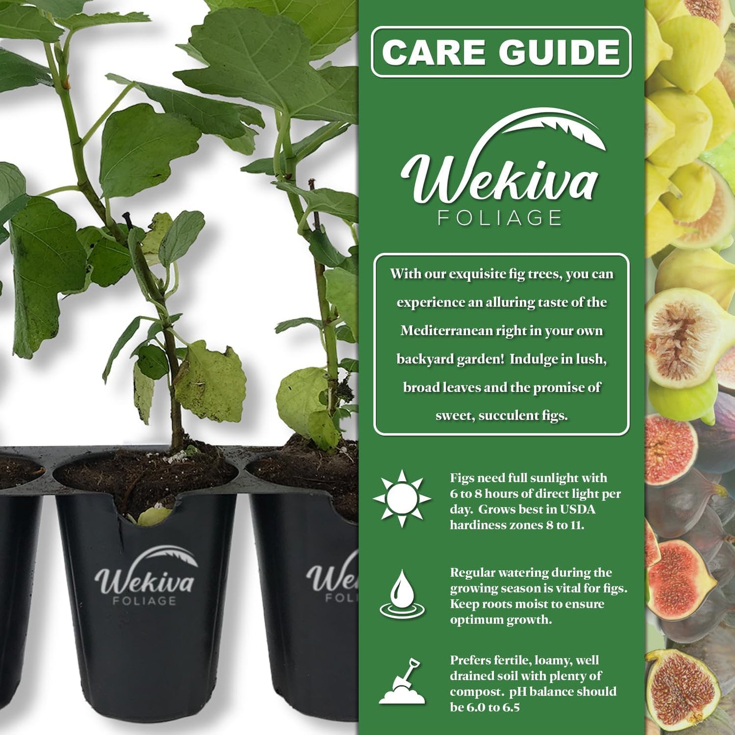 Lattarula Fig Tree - 4 Live Starter Plants - Ficus Carica - Edible Fruit Tree for The Patio and Garden