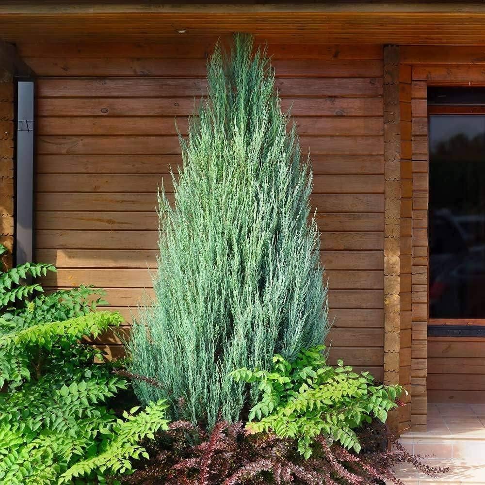 Skyrocket Juniper | 10 Live Plants | Juniperus Scopulorum | Evergreen Privacy Screen, Fast Growing Landscape Tree, Low Maintenance Garden, Ornamental Foliage, Drought Tolerant Plant