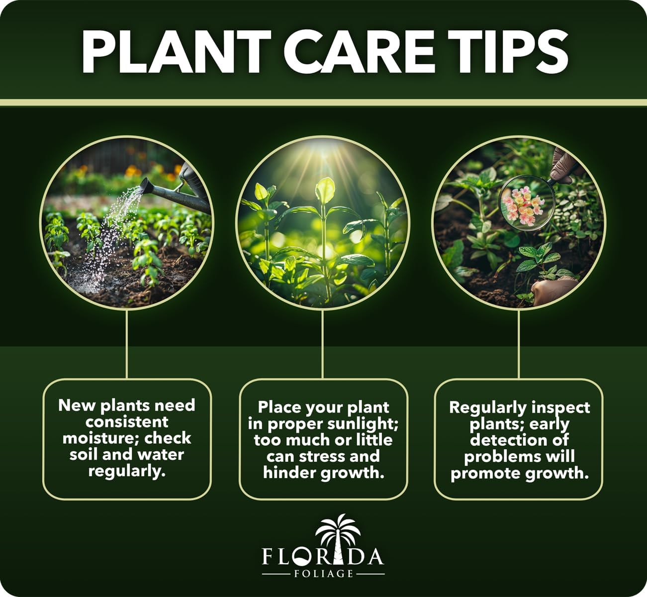 Green Hedge Bamboo | 5 Large Gallon Size Plants | Bambusa multiplex | Fast Growing Privacy Screen | Clumping Bamboo for Landscapes Gardens Walkways Accent Foundation Beds Decorative Garden