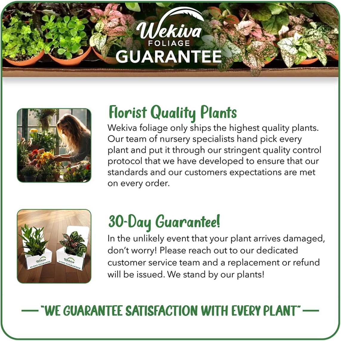 Brown Turkey Fig Tree - 4 Live Starter Plants - Ficus Carica - Edible Fruit Tree for The Patio and Garden
