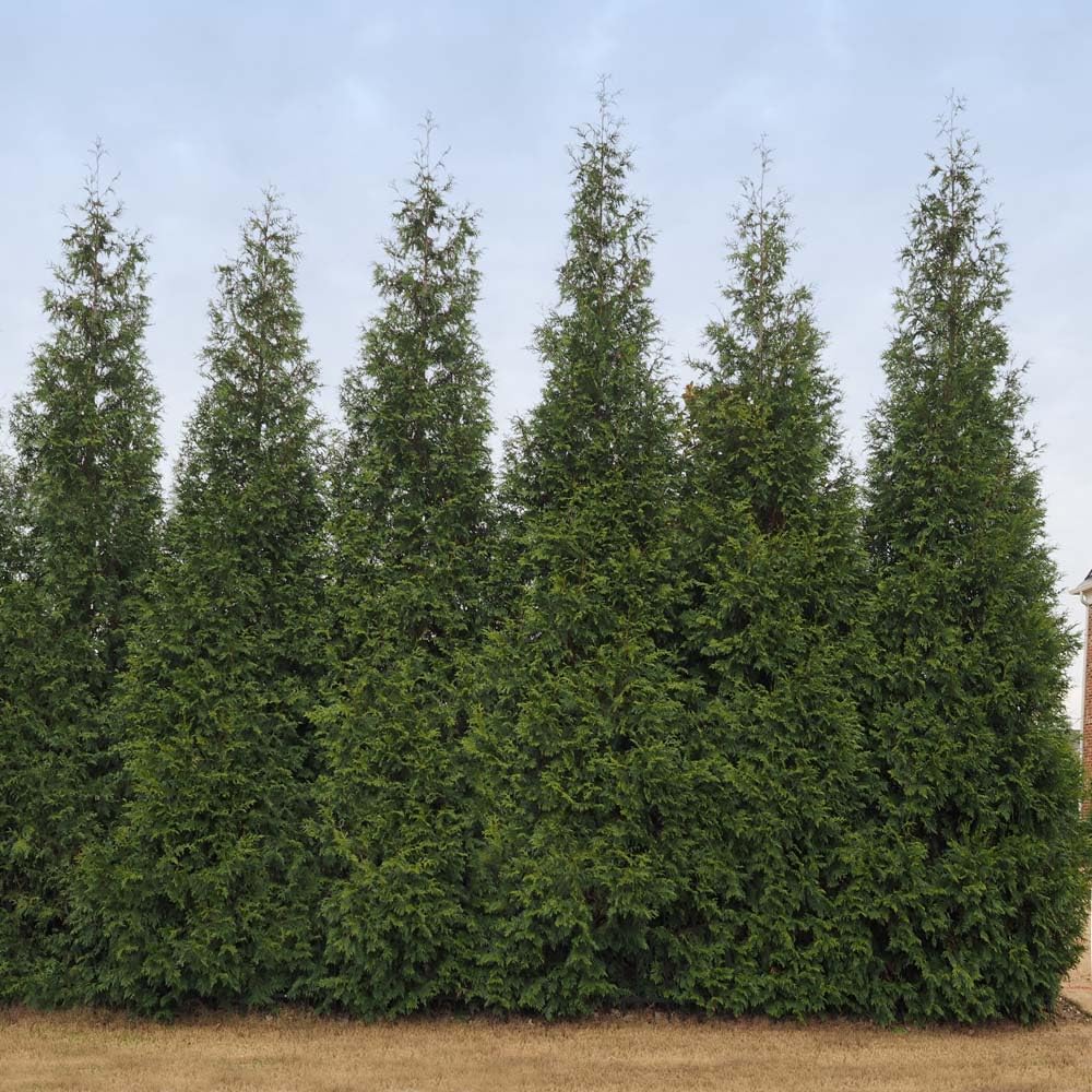 Brighter Blooms - Junior Giant Thuja Tree, 3-4 ft. - No Shipping to AZ