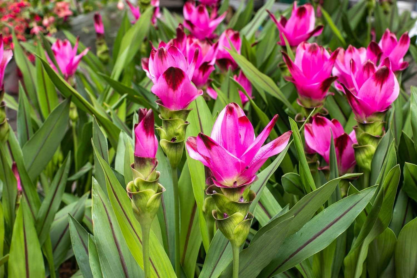Live Red Turmeric Plants (Curcuma Longa) - Healthy Rhizome and Plant for Home Gardening & Medicinal Use (2 red Turmeric Cups)