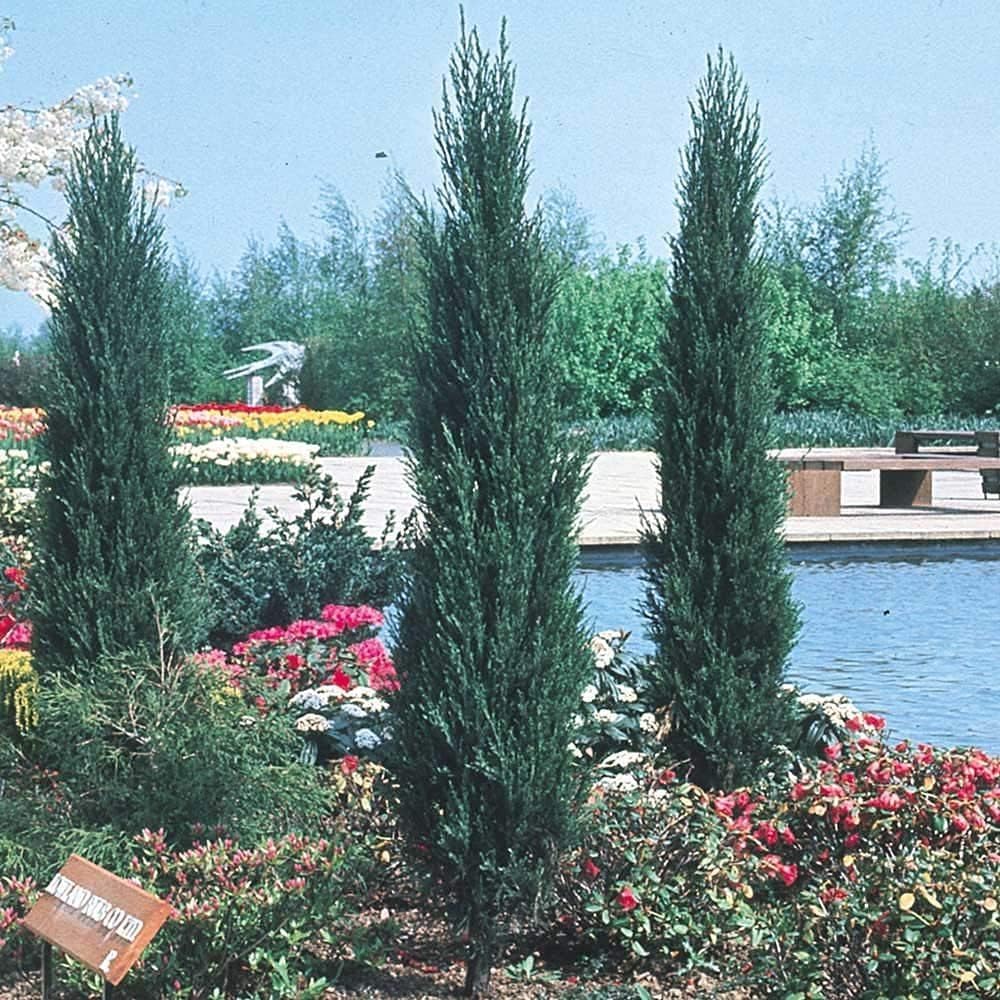 Skyrocket Juniper | 10 Live Plants | Juniperus Scopulorum | Evergreen Privacy Screen, Fast Growing Landscape Tree, Low Maintenance Garden, Ornamental Foliage, Drought Tolerant Plant