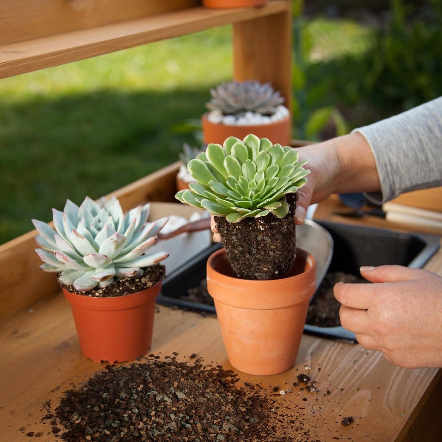 Succulent & Cactus Soil Potting Mix 1qt, Natural Organic Potting Mix for Cactus, Succulent, Palm, and Citrus Grown in Containers Indoors and Outdoors